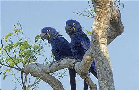风信子,金刚鹦鹉,紫蓝金刚鹦鹉,潘塔纳尔,巴西,南美