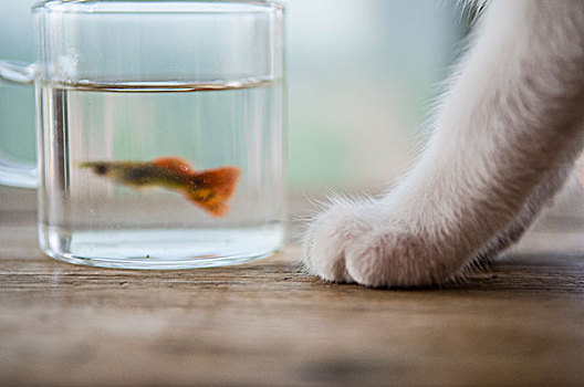 猫,鱼,宠物