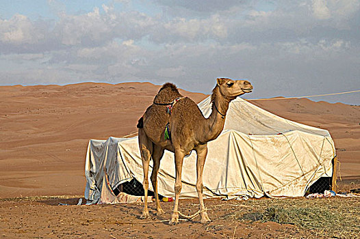 阿曼苏丹国,骆驼,正面,帐蓬