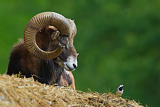 欧洲盘羊,公羊,撞击,内存,看,白鹡鸰,黑森州,德国