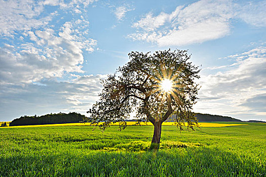 盛开,苹果树,庄稼地,太阳,春天,阿姆罗巴赫,奥登瓦尔德,巴伐利亚,德国