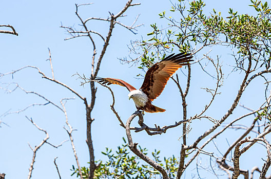 求偶季节在树枝顶上呼唤伴侣的斯里兰卡栗鸢鸟