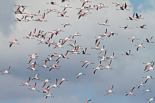 小红鹳,成群,飞,阿鲁沙,国家公园,坦桑尼亚