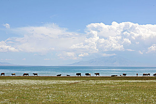 新疆赛里木湖放牧