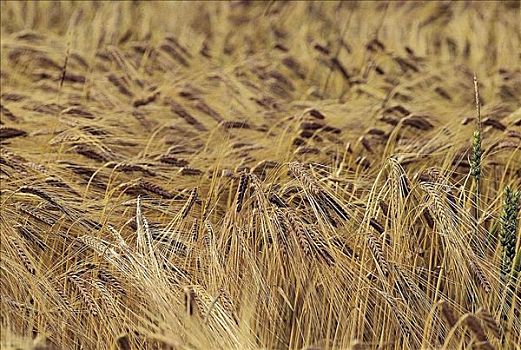 大麦,成熟,德国,欧洲