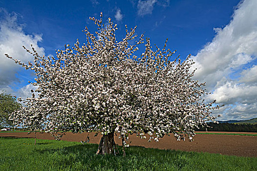 苹果树,苹果,开花,巴伐利亚,德国,欧洲