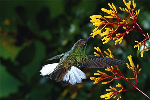 蜂鸟,进食,授粉,花,蒙特维多云雾森林自然保护区,哥斯达黎加