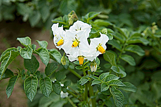 花,土豆,植物