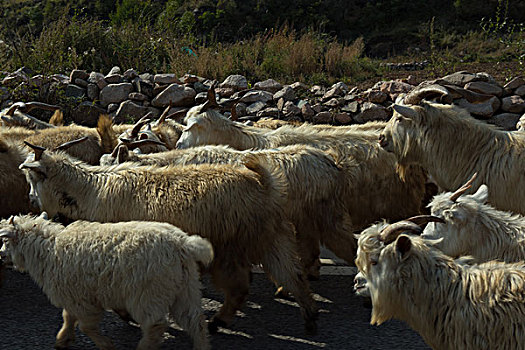 路过的羊群