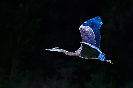 大蓝鹭,飞行,斯加格韦,阿拉斯加,美国