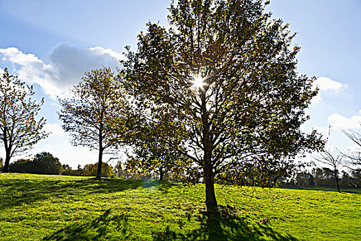 太阳,叶子,树,高尔夫球场,北莱茵威斯特伐利亚,德国