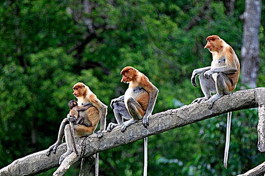 猴子,多,树,母兽,年轻,沙巴,婆罗洲,马来西亚,亚洲