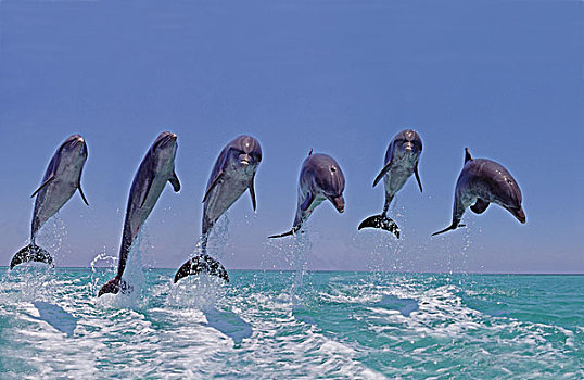 宽吻海豚,群,跳跃,洪都拉斯