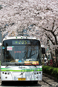 上海街头樱花盛开的公交车站