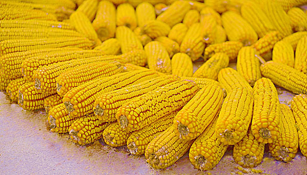 金黄玉米丰收