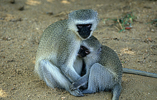 长尾黑颚猴,绿猴,母兽,吸吮,幼仔,克鲁格国家公园,南非