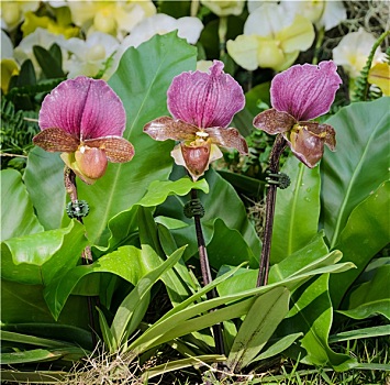 凤仙花,兰花,兜兰,花