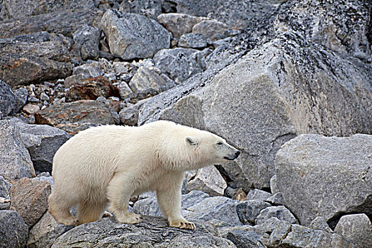 北极熊,成年,走,岩石上,斯匹次卑尔根岛,斯瓦尔巴特群岛,北极