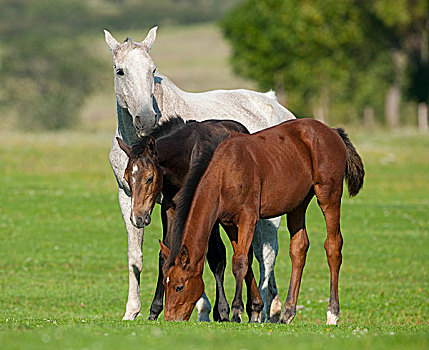 马,白色,母马,两个,暗色,外套,图林根州,德国,欧洲