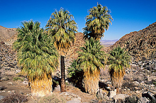 沙漠,棕榈树,绿洲,城镇,约书亚树国家公园,加利福尼亚