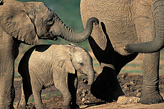南非,阿多大象国家公园,大象,母牛,幼兽,非洲象,走,水潭