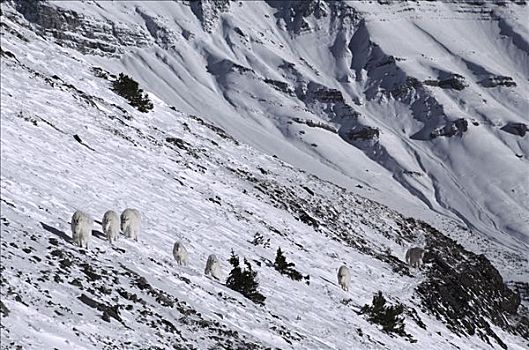 石山羊,雪羊,牧群,雪,山腰,班芙国家公园,落基山脉,加拿大