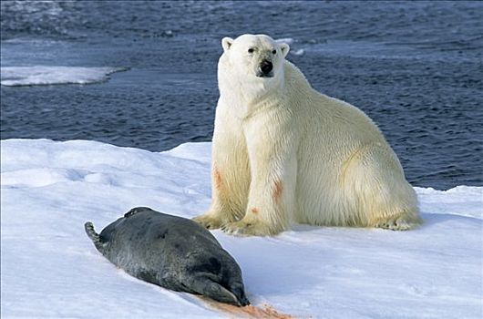 北极熊,冰,捕获,海豹,斯匹次卑尔根岛