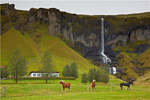 马,靠近,小,瀑布,冰岛