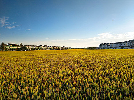 秋日乡村,田园风光