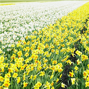 水仙花,地点,荷兰