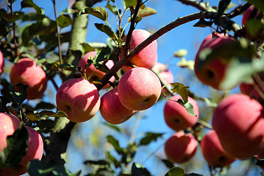 山东省日照市,红彤彤苹果挂满枝头,千亩果园喜迎丰收