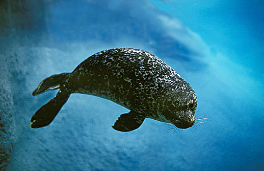 斑海豹,成年,水下视角