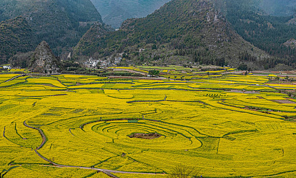 贵州万峰林油菜花开