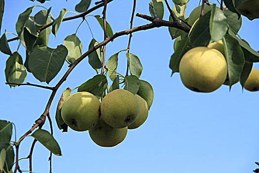 树木,水果,梨