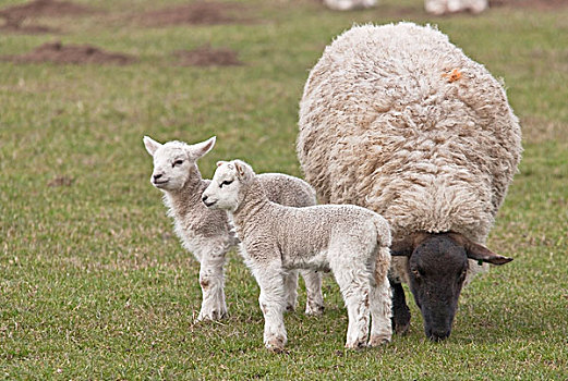 诺森伯兰郡,英格兰,两个,羊羔,绵羊