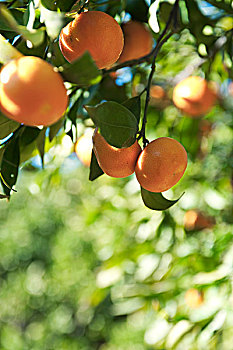 橘子,成熟,枝头