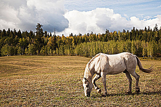 马,放牧,土地,春天,湖,客人,牧场,卡里布,区域,不列颠哥伦比亚省,加拿大