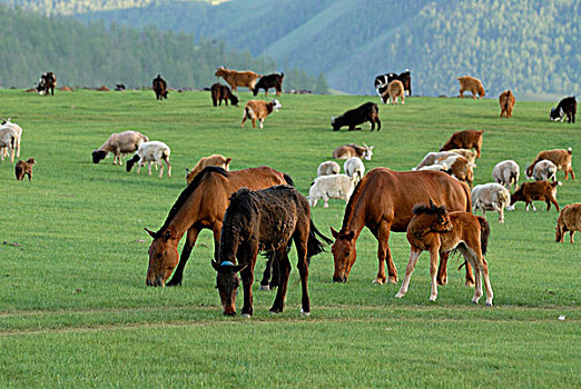 草场,陆地,放牧,绵羊,山羊,马,小马,鄂尔浑,瀑布,蒙古,亚洲