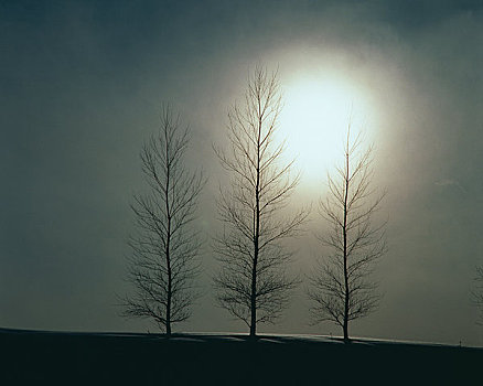 太阳,树