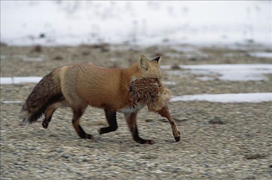 红狐,狐属,野兔,腿,颚部,丘吉尔市,曼尼托巴,加拿大
