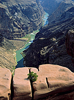 大峡谷国家公园,亚利桑那,美国,松树,裂缝,砂岩,高处,科罗拉多河,大幅,尺寸