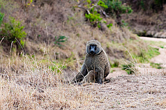 东非狒狒,狒狒,马赛马拉国家保护区,肯尼亚