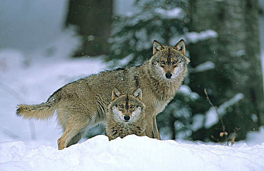 狼,雪中,巴伐利亚森林,自然公园