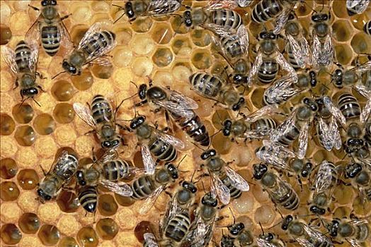 蜜蜂,意大利蜂,生物群,蜂窝,德国