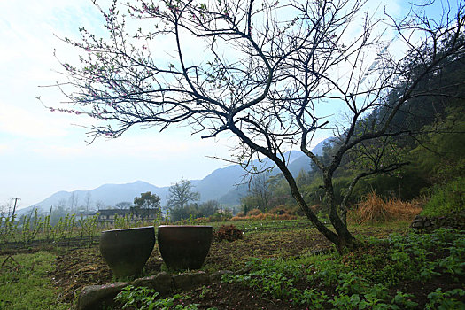 田园,菜地