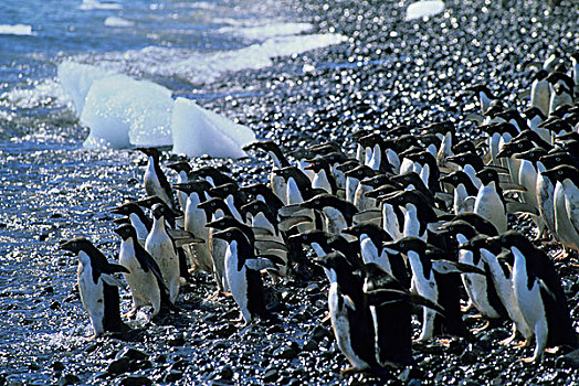南极,保利特岛,阿德利企鹅,海滩,等待,海洋,进食