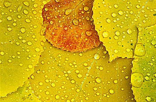 雨滴,白杨,叶子,彩色,怀特雪尔省立公园,曼尼托巴,加拿大