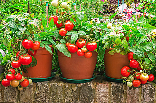 番茄植物,罐,花园