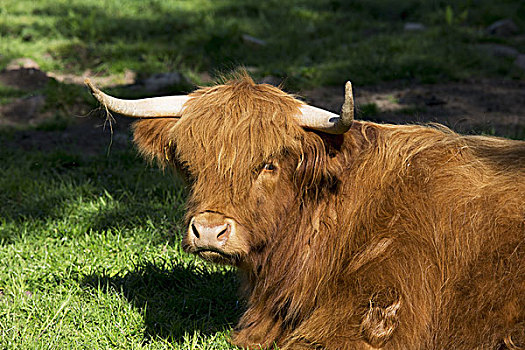 高原牛,苏格兰边境,苏格兰