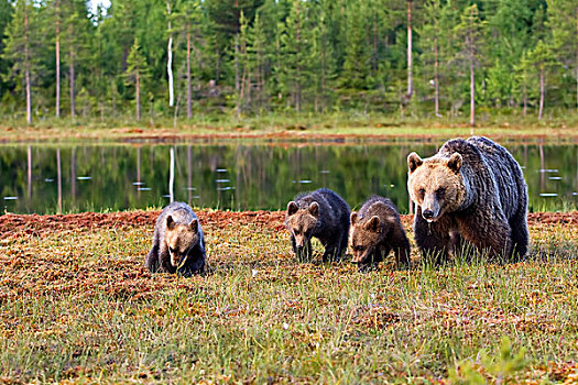 棕熊,母亲,三个,幼兽,靠近,湖